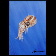 Bobtail Squid