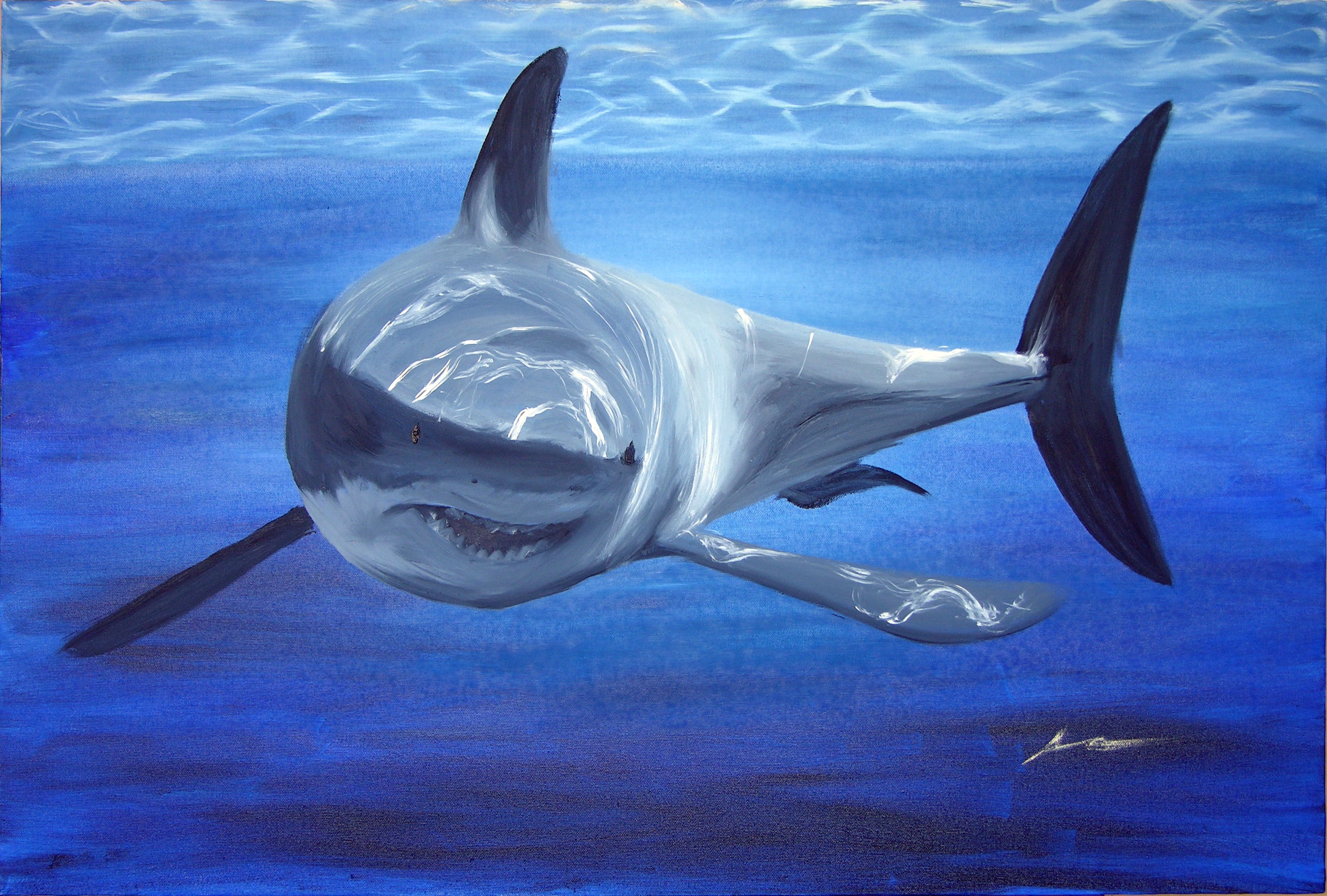 sharks paintings