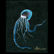Pelagic Octopus