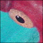 Nugget by Amy Crook, detail