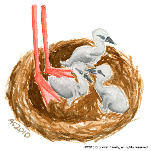 Stork Family, watercolor by Amy Crook