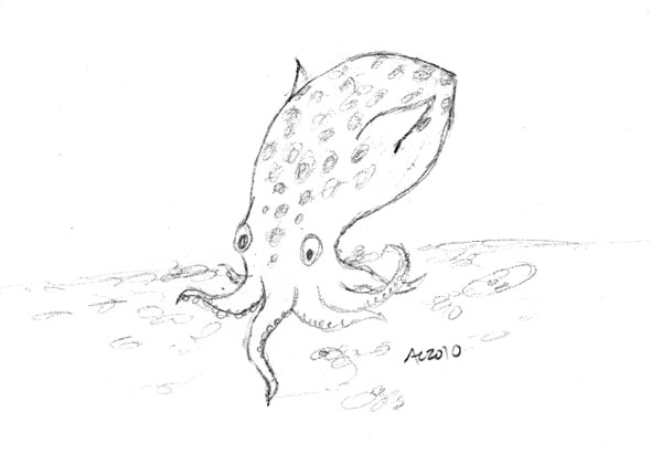 Bobtail Squid sketch by Amy Crook
