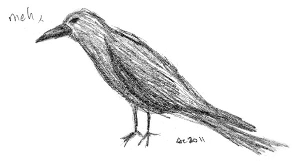 Crow sketch by Amy Crook