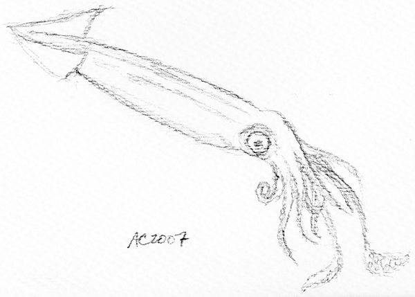 Squid sketch by Amy Crook