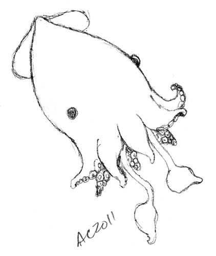 Super Cute Squid sketch by Amy Crook