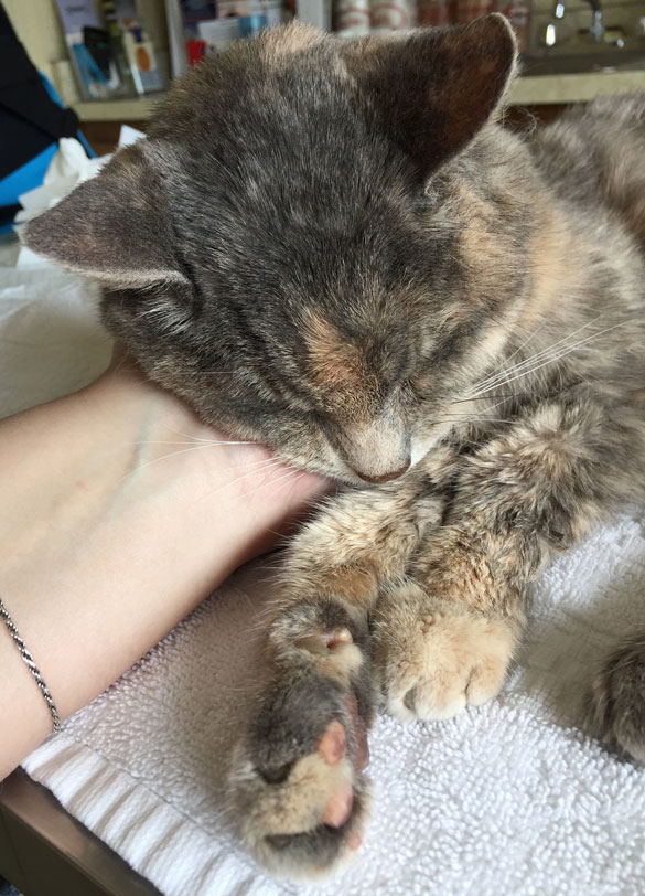 a small, sick kitty being petted