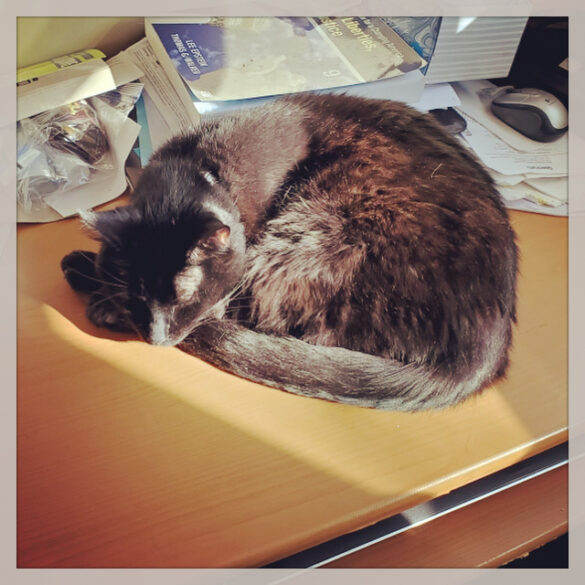 photo of a black cat asleep in a sunbeam