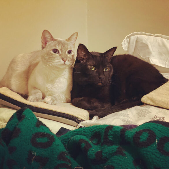 a lynx point siamese cat and a black cat cuddling on a pillow