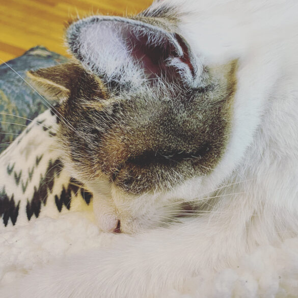 photo of a white cat with tabby patches sleeping