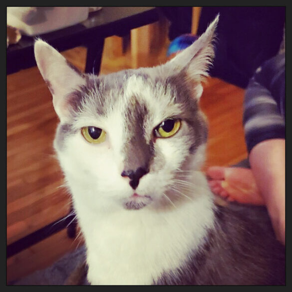 photo of a grey and white cat looking deeply offended