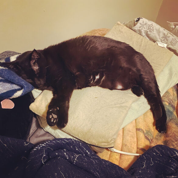 photo of a chonky black cat asleep on a pillow